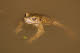 Toad