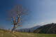 Tree in the Hochstaff