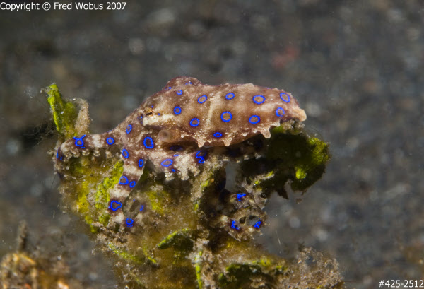 Blue-ring octopus