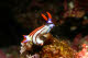 Nembrotha purpureolineata