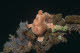 Frogfish on overgrown whip coral