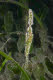 Robust ghost pipefish