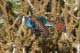 Mandarinfish mating