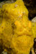 Giant frogfish in yellow