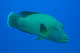 Napoleon Wrasse